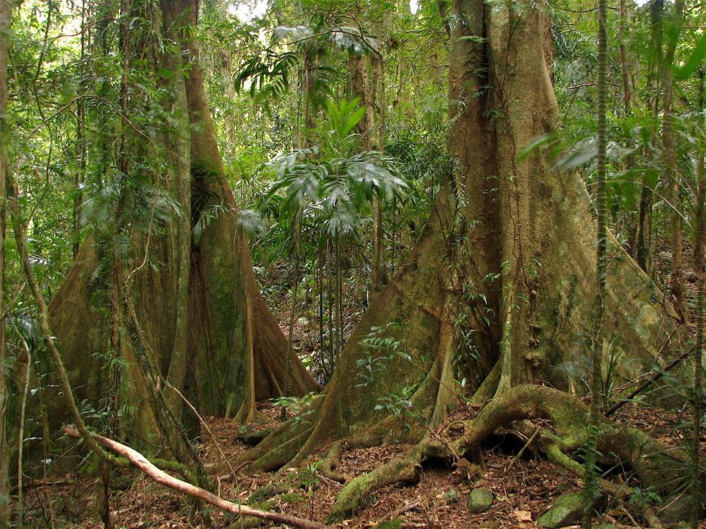 Вілла Springbrook Lyrebird Retreat Екстер'єр фото