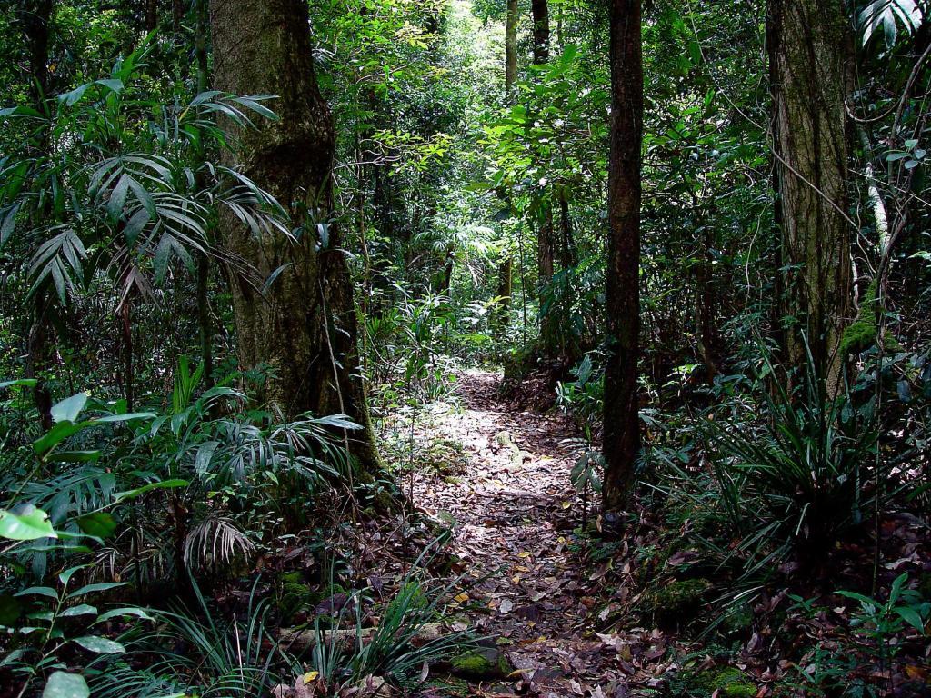 Вілла Springbrook Lyrebird Retreat Екстер'єр фото