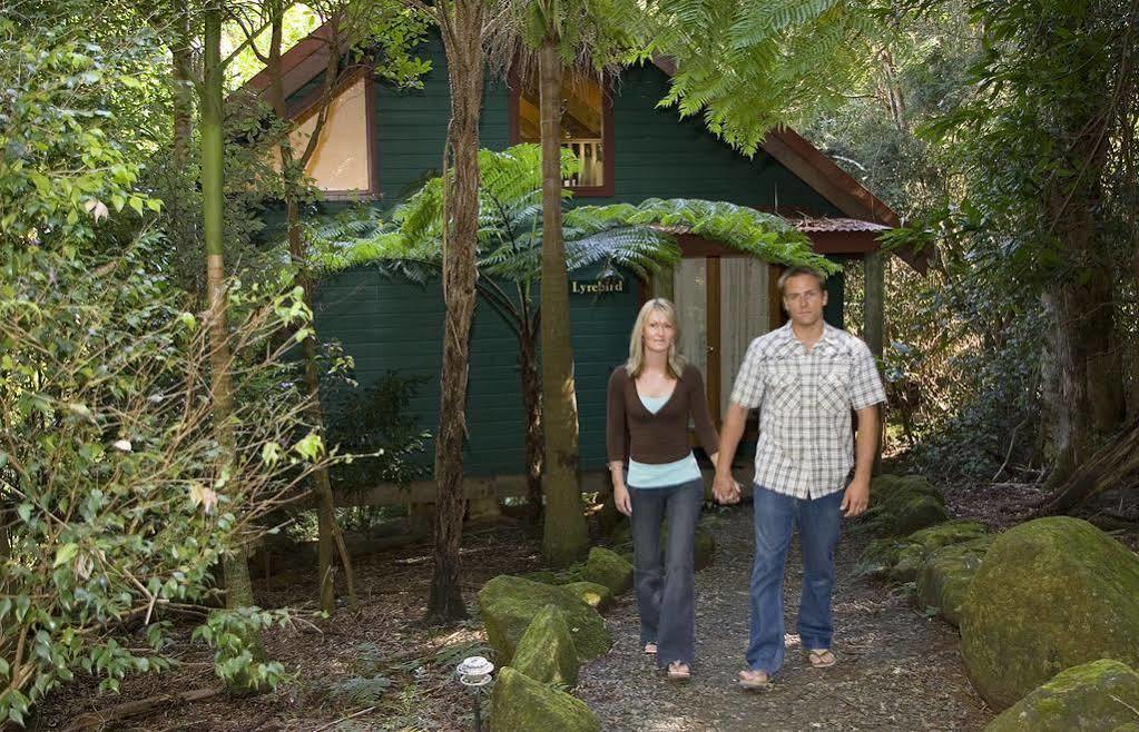 Вілла Springbrook Lyrebird Retreat Екстер'єр фото